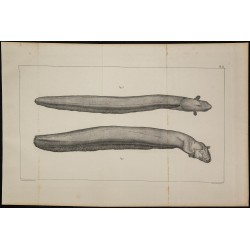 1839 - Poisson électrique Gymnotus 