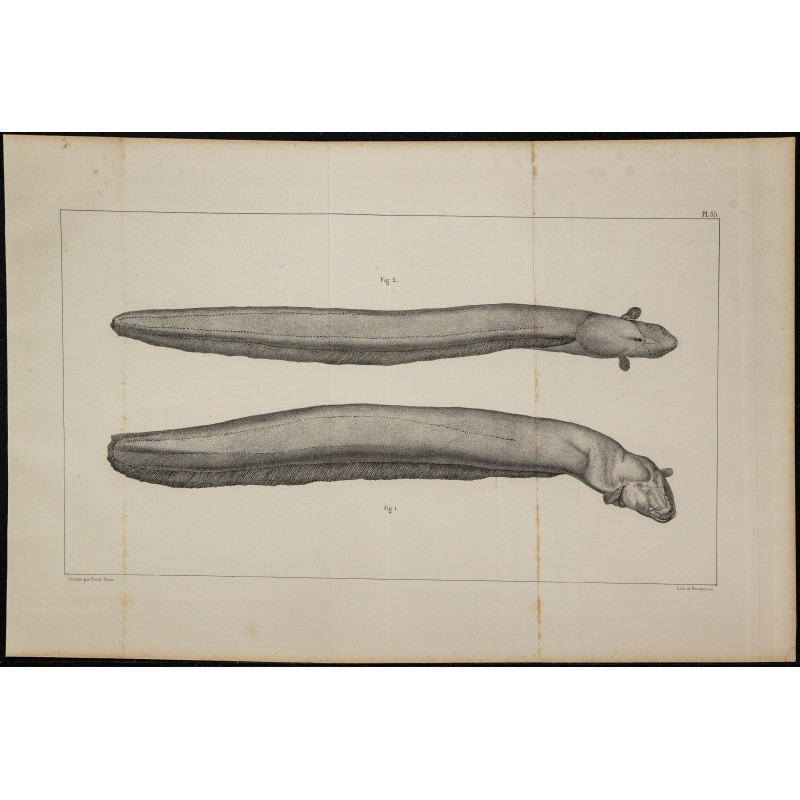 1839 - Poisson électrique Gymnotus 
