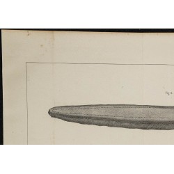 1839 - Poisson électrique Gymnotus 