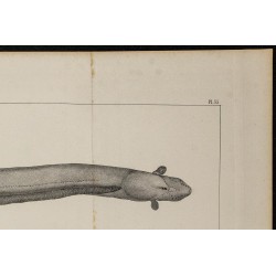 1839 - Poisson électrique Gymnotus 
