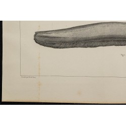 1839 - Poisson électrique Gymnotus 