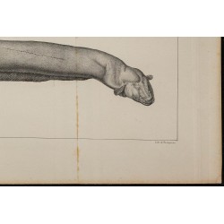 1839 - Poisson électrique Gymnotus 