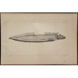 1839 - Organes électriques du Gymnote 
