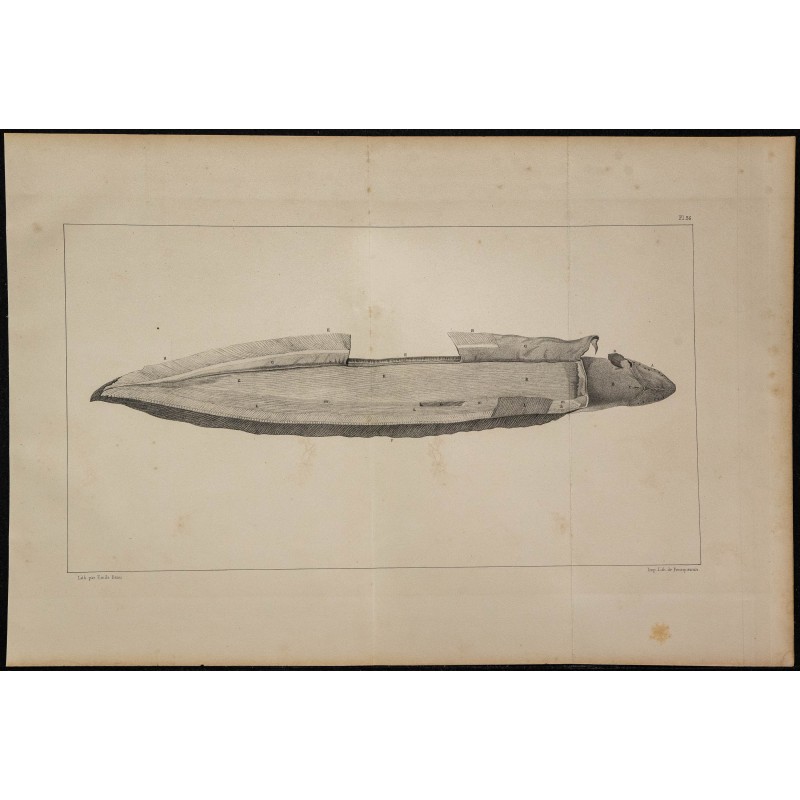 1839 - Organes électriques du Gymnote 