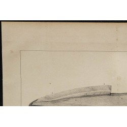 1839 - Organes électriques du Gymnote 