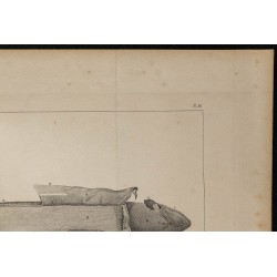 1839 - Organes électriques du Gymnote 