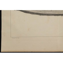 1839 - Organes électriques du Gymnote 