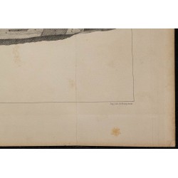 1839 - Organes électriques du Gymnote 