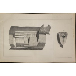 1839 - Organes électriques du Gymnote 