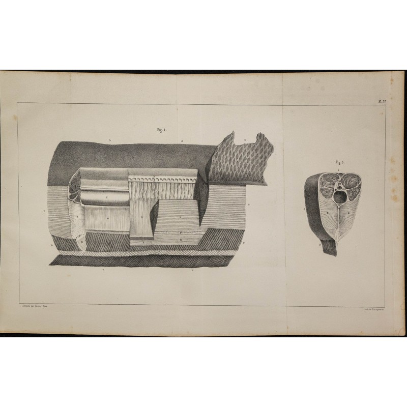 1839 - Organes électriques du Gymnote 