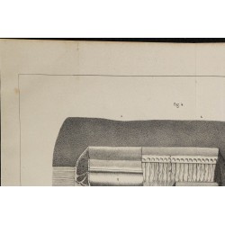1839 - Organes électriques du Gymnote 