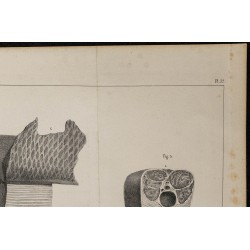 1839 - Organes électriques du Gymnote 