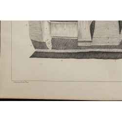 1839 - Organes électriques du Gymnote 