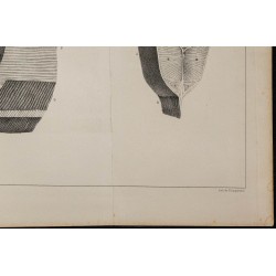 1839 - Organes électriques du Gymnote 