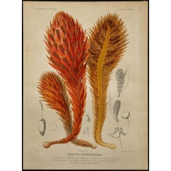 1891 - Hachettea austro-caledonica (plante parasite, balanophoracée) 