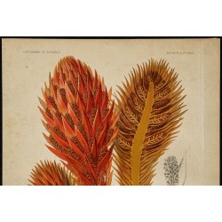 1891 - Hachettea austro-caledonica (plante parasite, balanophoracée) 