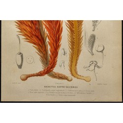 1891 - Hachettea austro-caledonica (plante parasite, balanophoracée) 