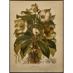 1891 - Rose de Noël (Hellébore noir) 