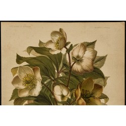 1891 - Rose de Noël (Hellébore noir) 