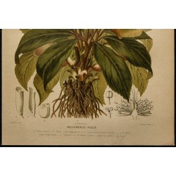 1891 - Rose de Noël (Hellébore noir) 