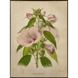 1891 - Hibiscus des marais (hibiscus) 