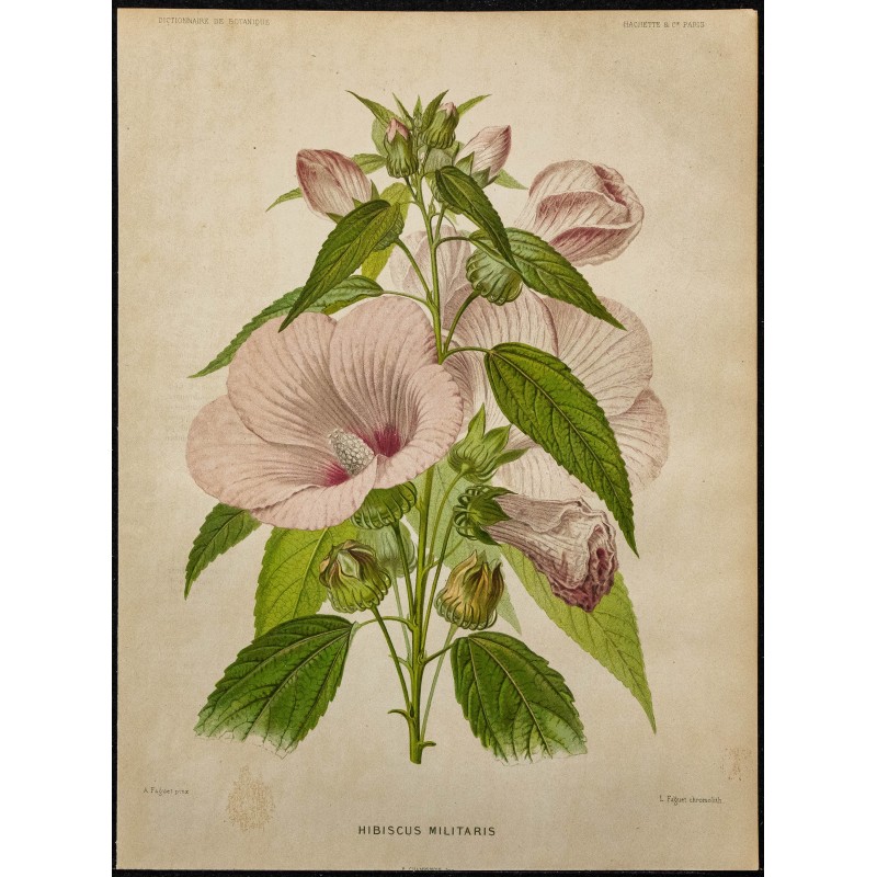 1891 - Hibiscus des marais (hibiscus) 