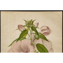 1891 - Hibiscus des marais (hibiscus) 