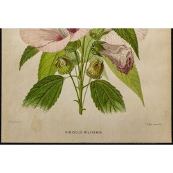 1891 - Hibiscus des marais (hibiscus) 