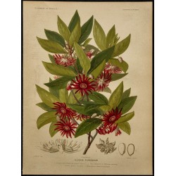 1891 - Badiane de Floride (arbuste) 