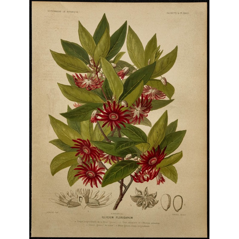 1891 - Badiane de Floride (arbuste) 