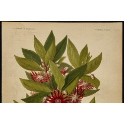 1891 - Badiane de Floride (arbuste) 