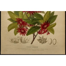 1891 - Badiane de Floride (arbuste) 