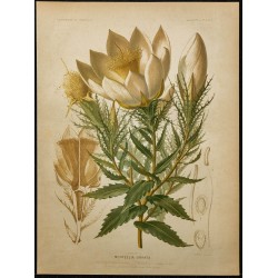 1891 - Étoile du soir (mentzelia) 