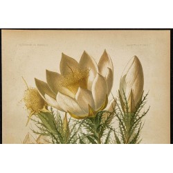 1891 - Étoile du soir (mentzelia) 