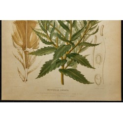 1891 - Étoile du soir (mentzelia) 