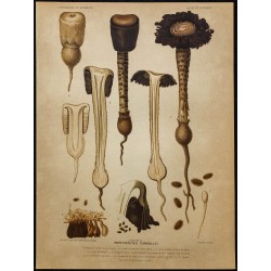 1891 - Montagnite (champignon) 