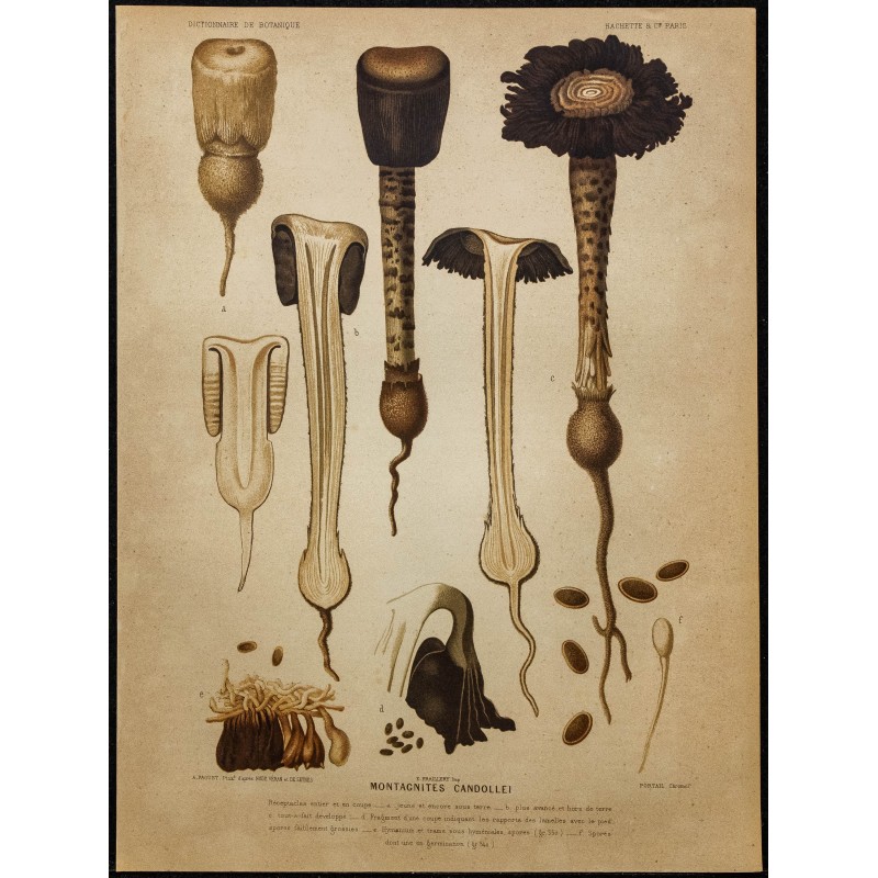 1891 - Montagnite (champignon) 