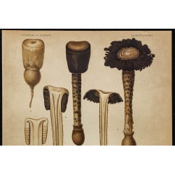 1891 - Montagnite (champignon) 