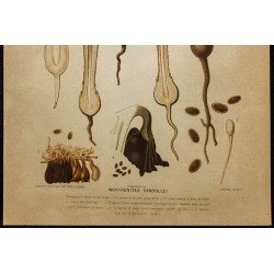 1891 - Montagnite (champignon) 