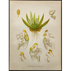 1891 - Orchidée tête d'oiseau 