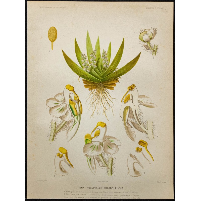 1891 - Orchidée tête d'oiseau 