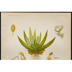 1891 - Orchidée tête d'oiseau 