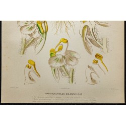 1891 - Orchidée tête d'oiseau 