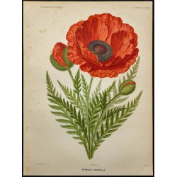 1891 - Pavot d'Orient 