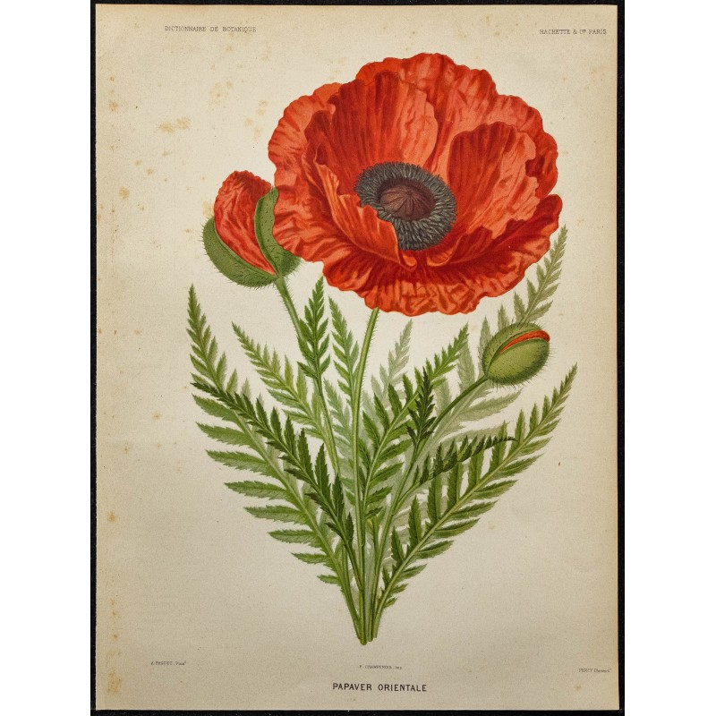 1891 - Pavot d'Orient 
