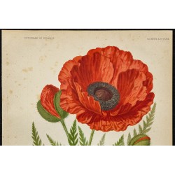 1891 - Pavot d'Orient 