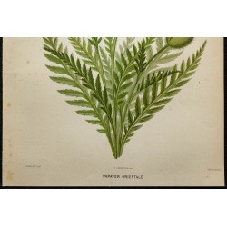 1891 - Pavot d'Orient 