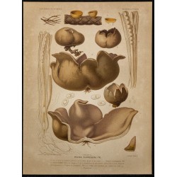 1891 - Pézize du cyprès (champignon) 