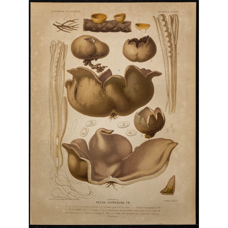 1891 - Pézize du cyprès (champignon) 