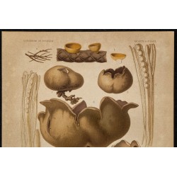 1891 - Pézize du cyprès (champignon) 